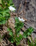 Callianthemum sajanense. Цветущее растение. Красноярский край, Шушенский р-н, национальный парк \"Шушенский Бор\", ≈ 1000 м н.у.м., у подножия скалы. 11.06.2022.