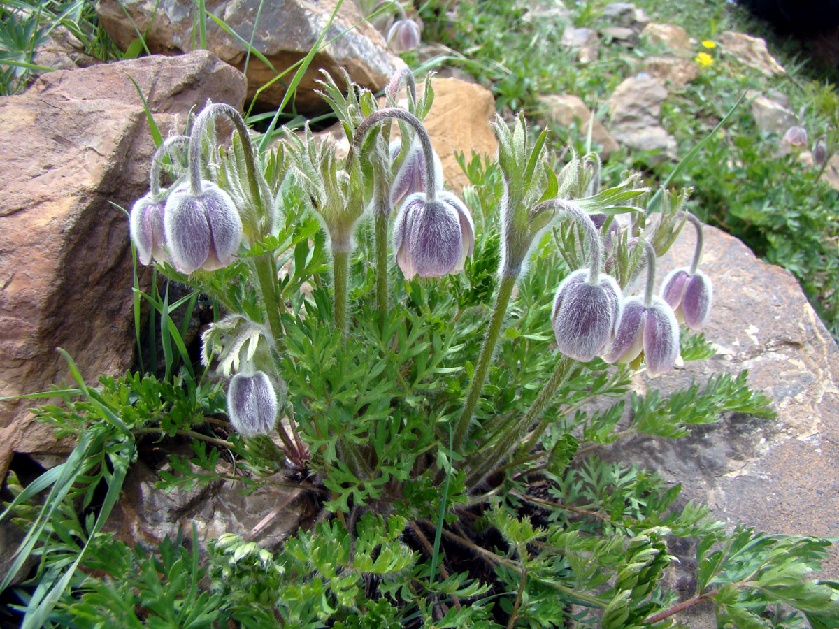 Image of Pulsatilla campanella specimen.