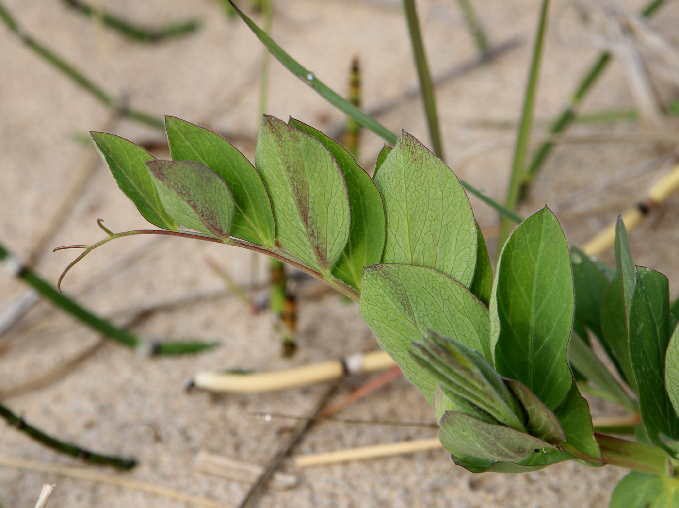 Изображение особи Lathyrus japonicus ssp. pubescens.