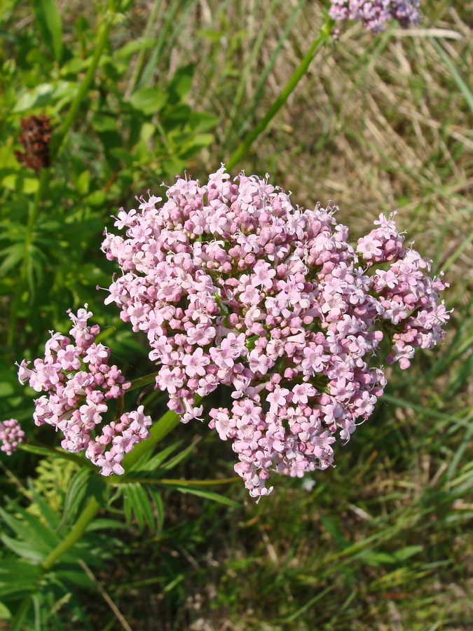 Image of Valeriana amurensis specimen.