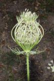 Daucus carota