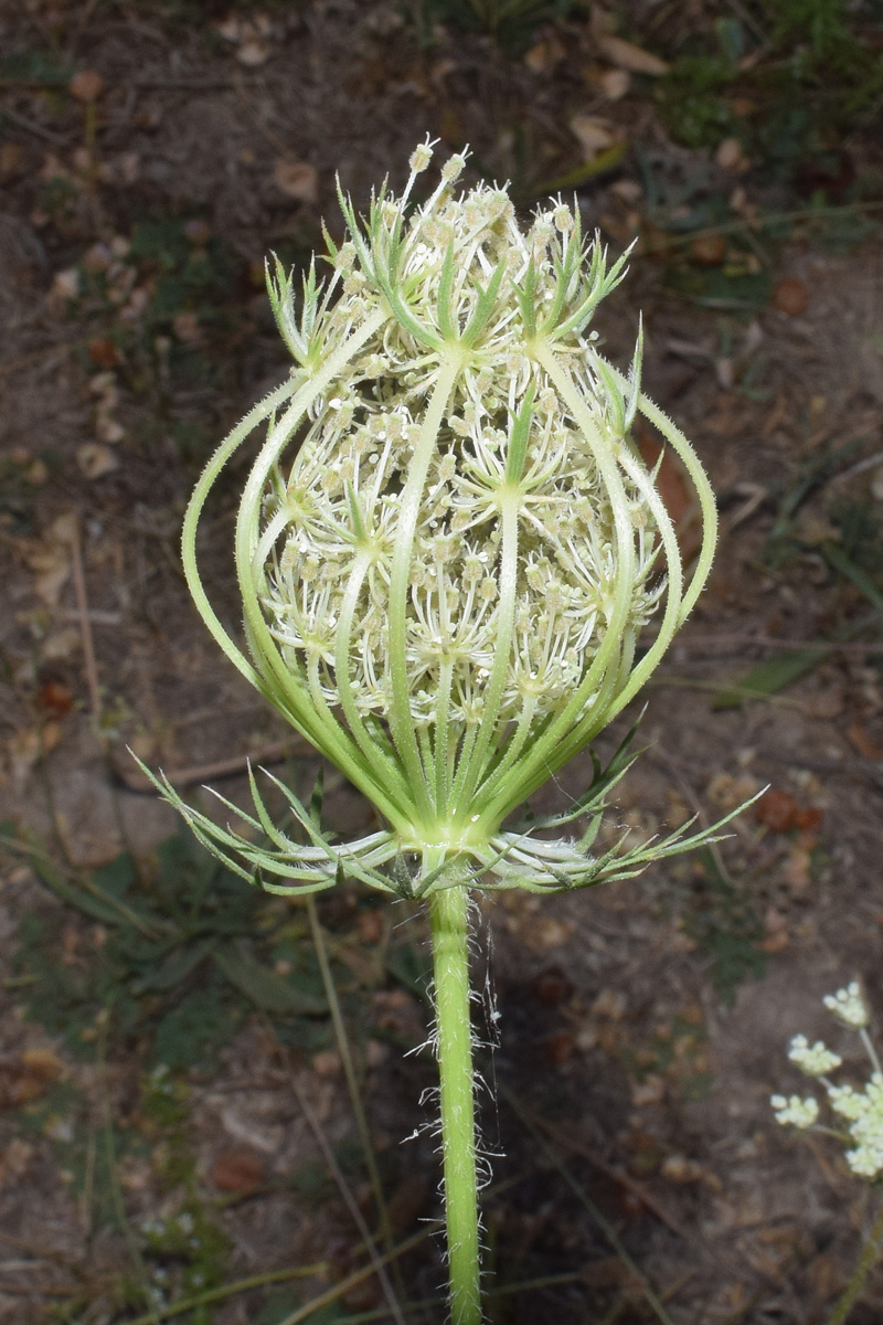 Image of Daucus carota specimen.