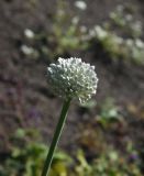 род Allium