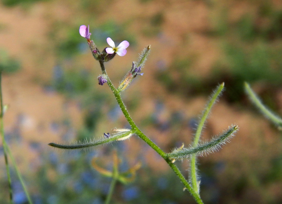 Изображение особи Strigosella strigosa.