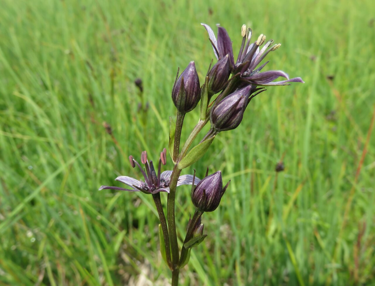 Image of Swertia perennis specimen.