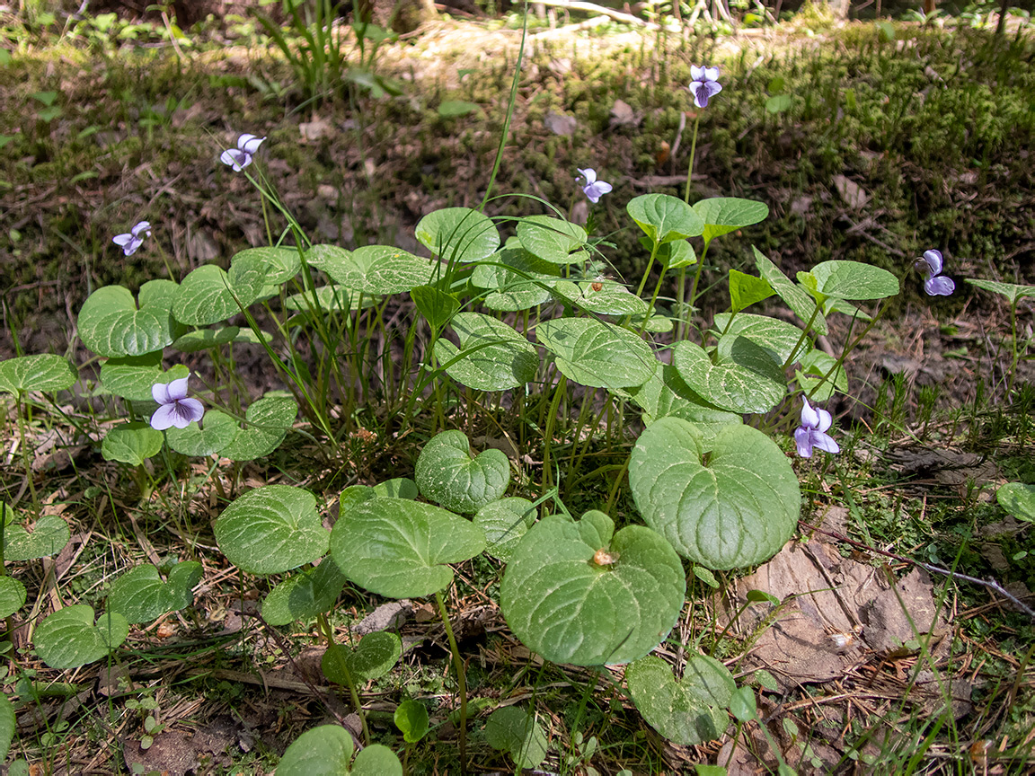 Изображение особи Viola palustris.