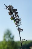 Spiraea crenata. Верхушка ветки с соплодиями. Пермский край, Кунгурский р-н, Комсомольское сельское поселение, окр. дер. Комарово, разнотравно-злаковый луг на склоне Шлюпинского Камня. 12 августа 2023 г.