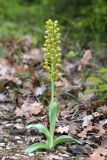 Orchis punctulata. Цветущее растение (высота — 29 см, длина соцветия — 14 см). Краснодарский край, г/о Анапа, окр. с. Варваровка, опушка дубово-грабового леса. 13 мая 2019 г.