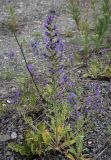 Echium vulgare. Цветущее растение. Пермский край, г. Пермь, Ленинский р-н, станция Блочная, берма насыпи. 18.06.2023.