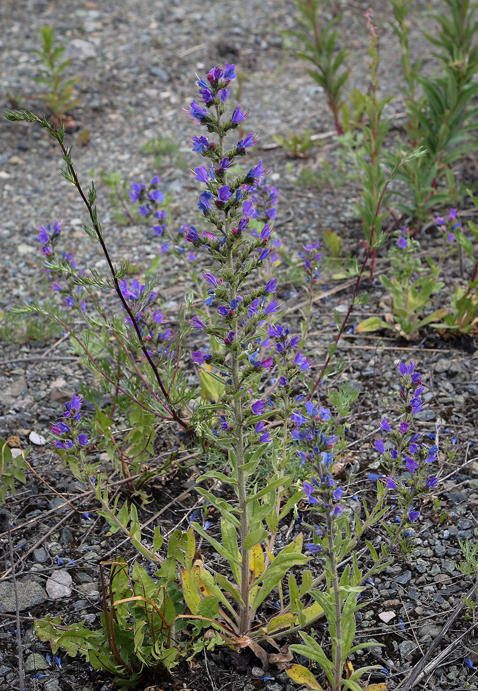 Image of Echium vulgare specimen.