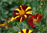 Tagetes patula. Соцветие. Московская обл., Раменский р-н, окр. дер. Хрипань, садовый участок. 30.07.2023.