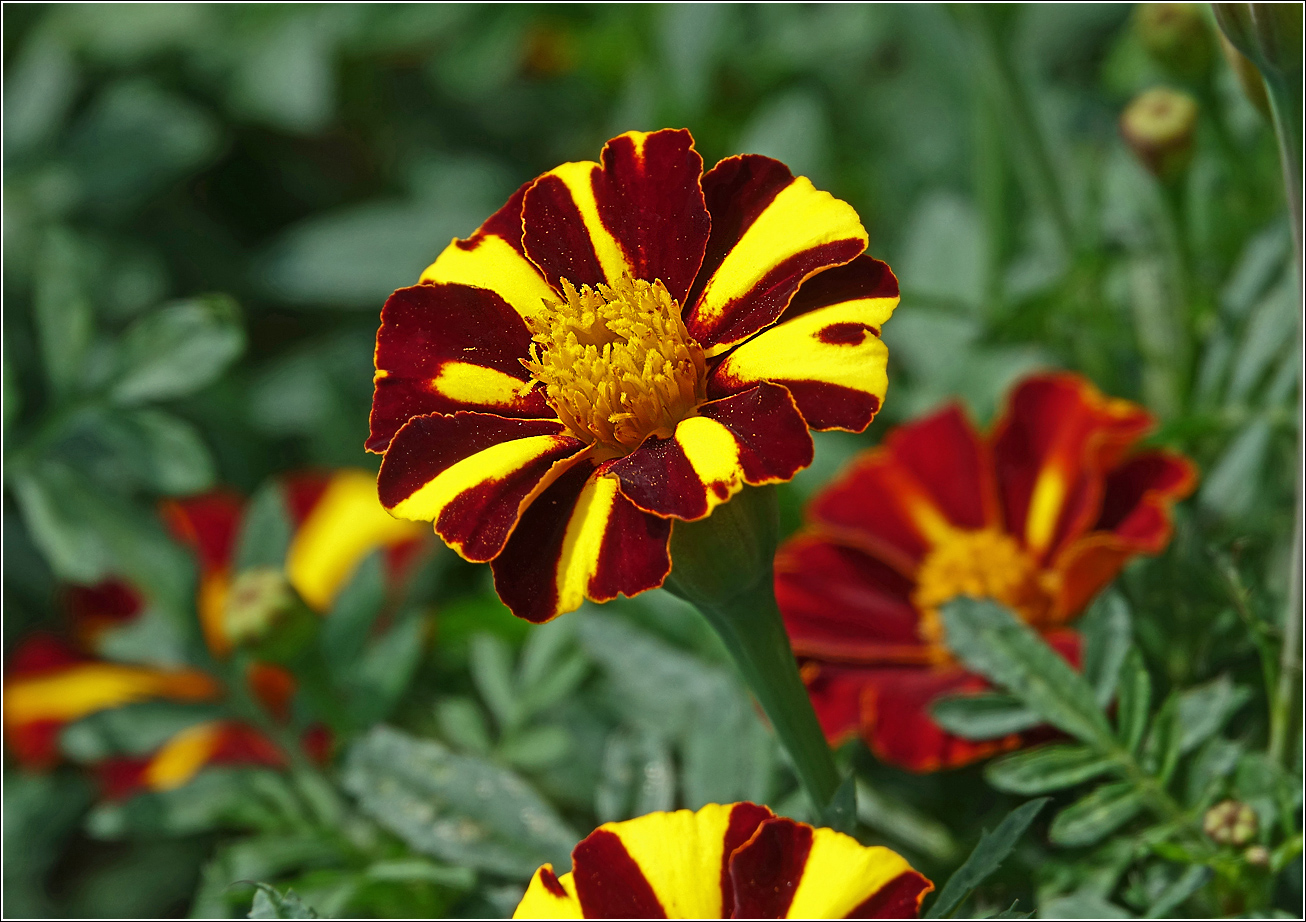 Image of Tagetes patula specimen.