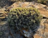 Oxytropis borissovae