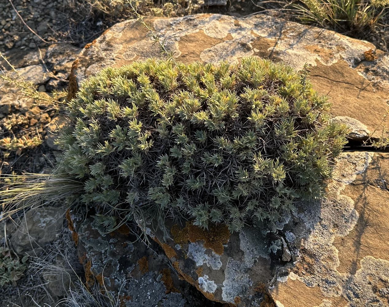 Изображение особи Oxytropis borissovae.