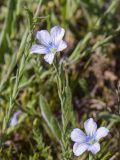 Linum bienne. Цветки. Испания, автономное сообщество Каталония, провинция Жирона, комарка Баш Эмпорда, муниципалитет Тороэлья-де-Монгри, окр. устья р. Тер, маршевый луг Платера (Platera), переходная зона от маршевого луга к пашне. 28.03.2023.