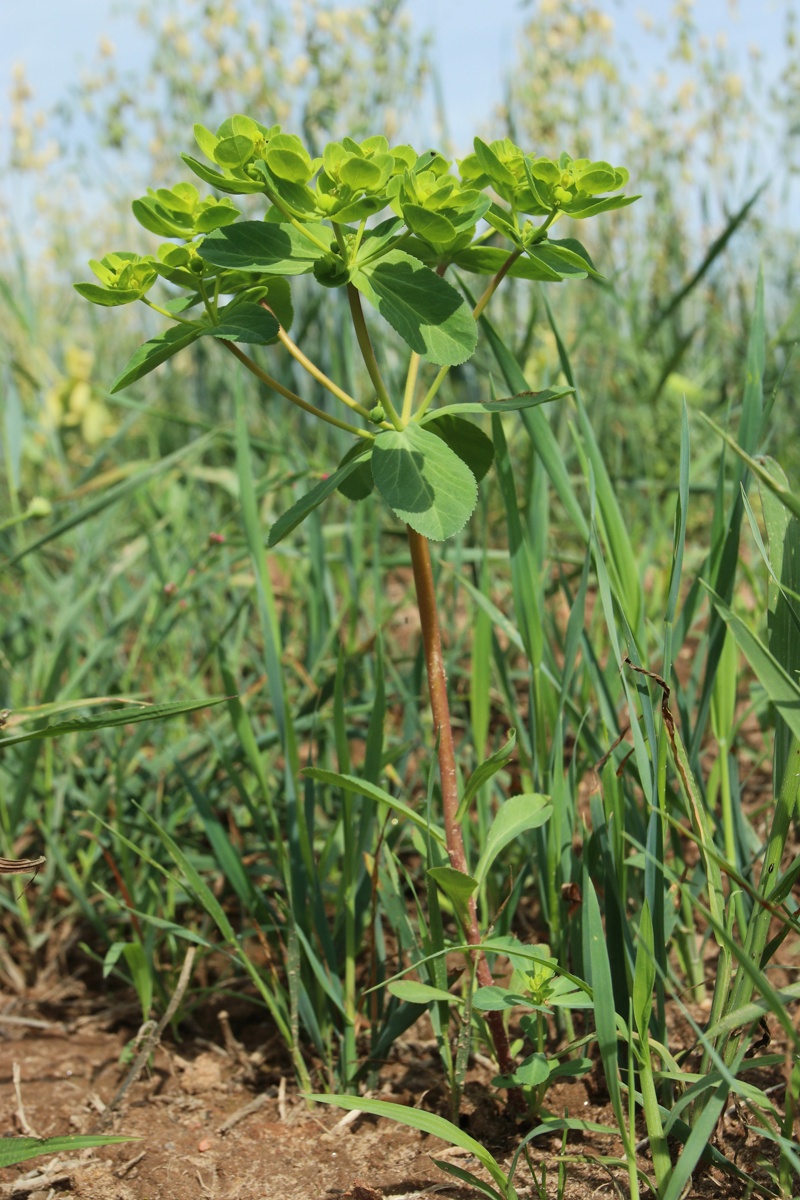 Image of Euphorbia helioscopia specimen.