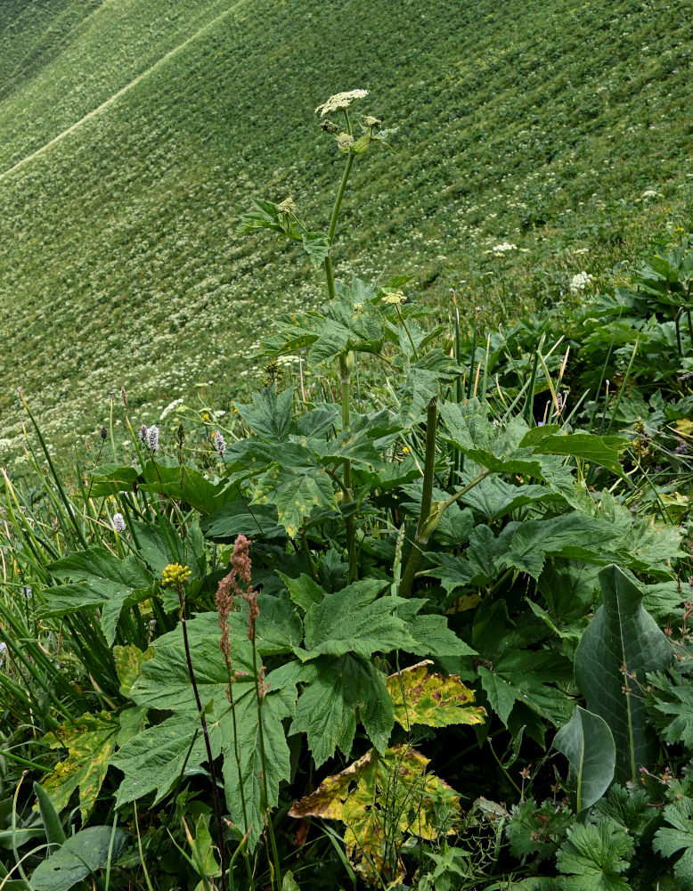 Изображение особи Heracleum dissectum.