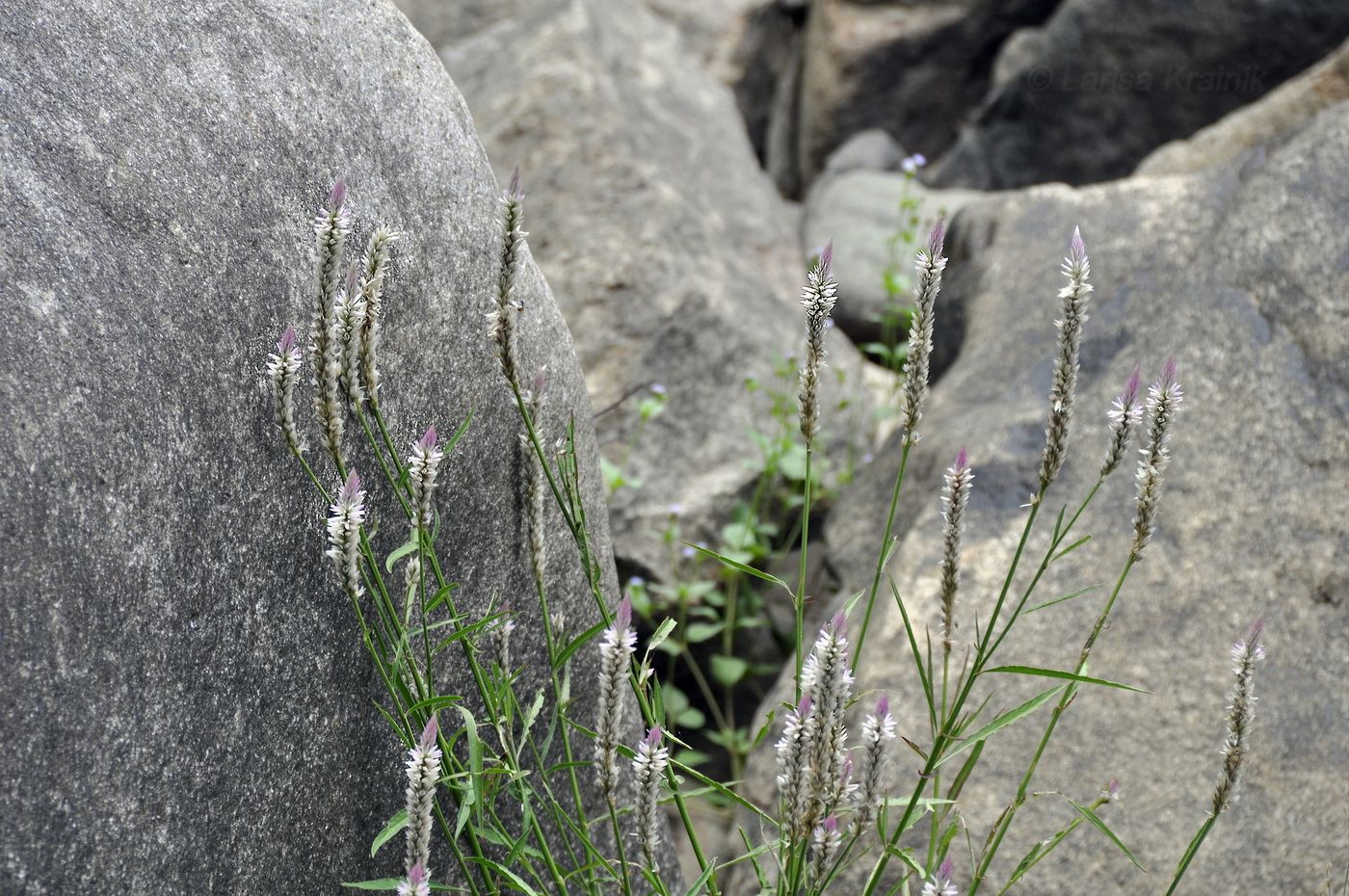 Image of genus Celosia specimen.