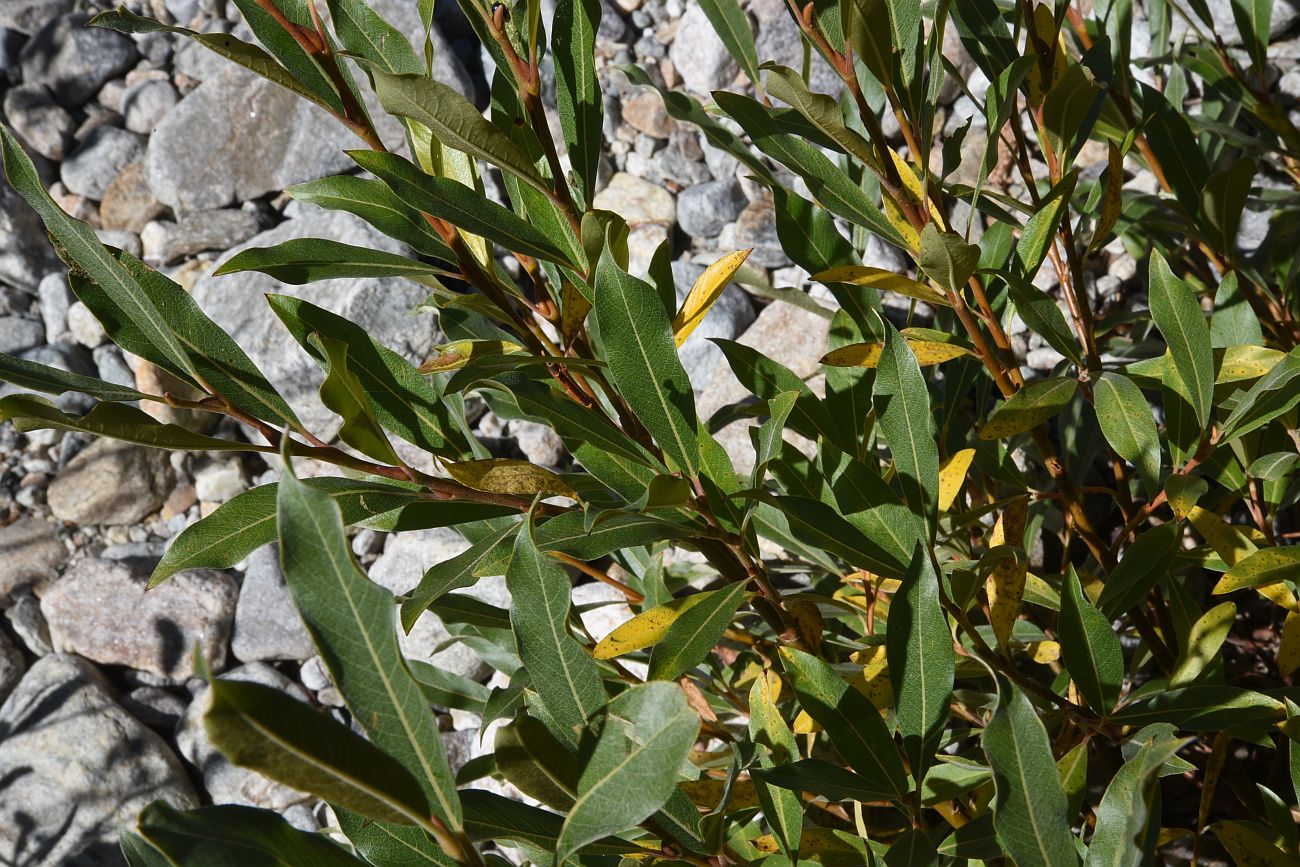 Image of genus Salix specimen.