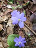 Hepatica nobilis. Цветки. Московская обл., г. Королёв, мкр. Текстильщик, ул. Калининградская, Старое Болшевское кладбище, беглец из культуры. 21.04.2024.