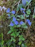 Omphalodes cappadocica