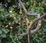 Melia azedarach. Часть ветви с плодами. Абхазия, Гагрский р-н, с. Лдзаа, озеленение. 14.04.2024.