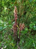 Orobanche hederae