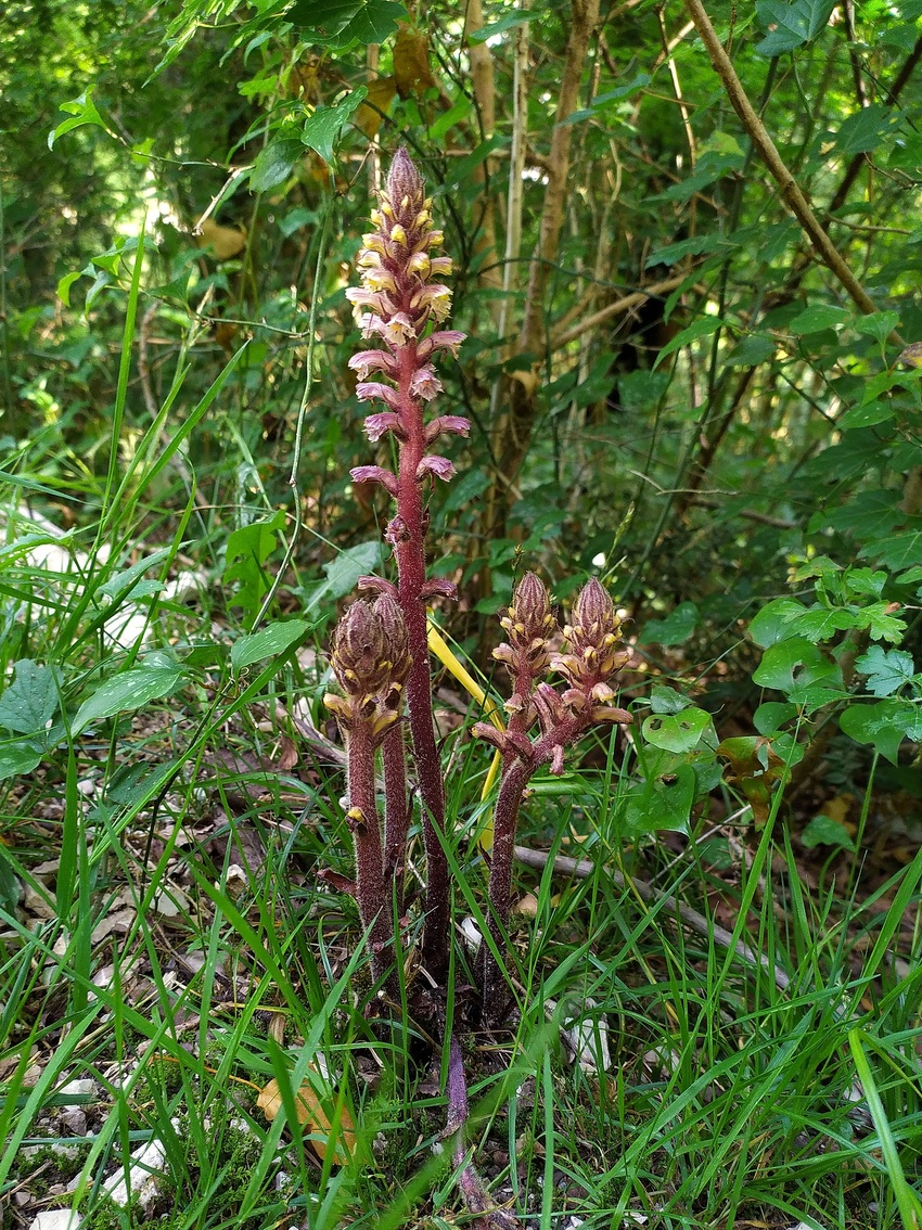 Изображение особи Orobanche hederae.
