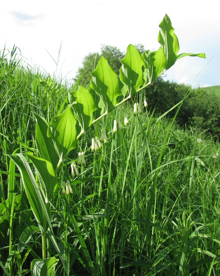 Изображение особи Polygonatum multiflorum.