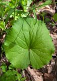 Ranunculus cassubicus
