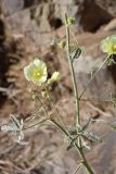 Alcea flavovirens