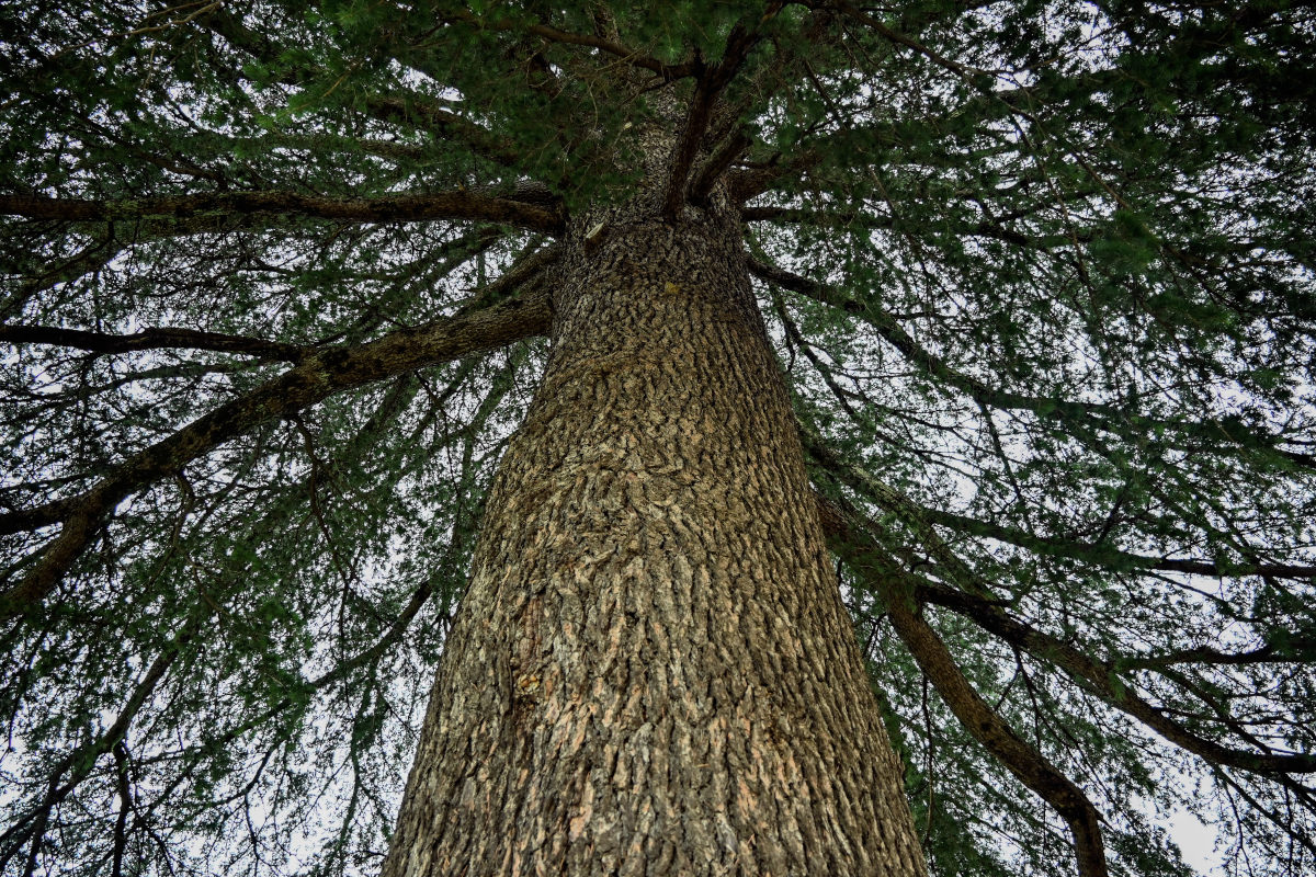Изображение особи Cedrus deodara.