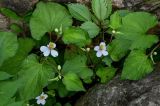 Houttuynia cordata