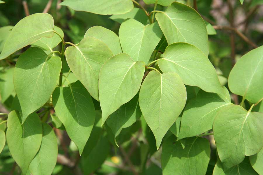 Изображение особи Syringa vulgaris.