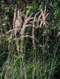 Calamagrostis epigeios