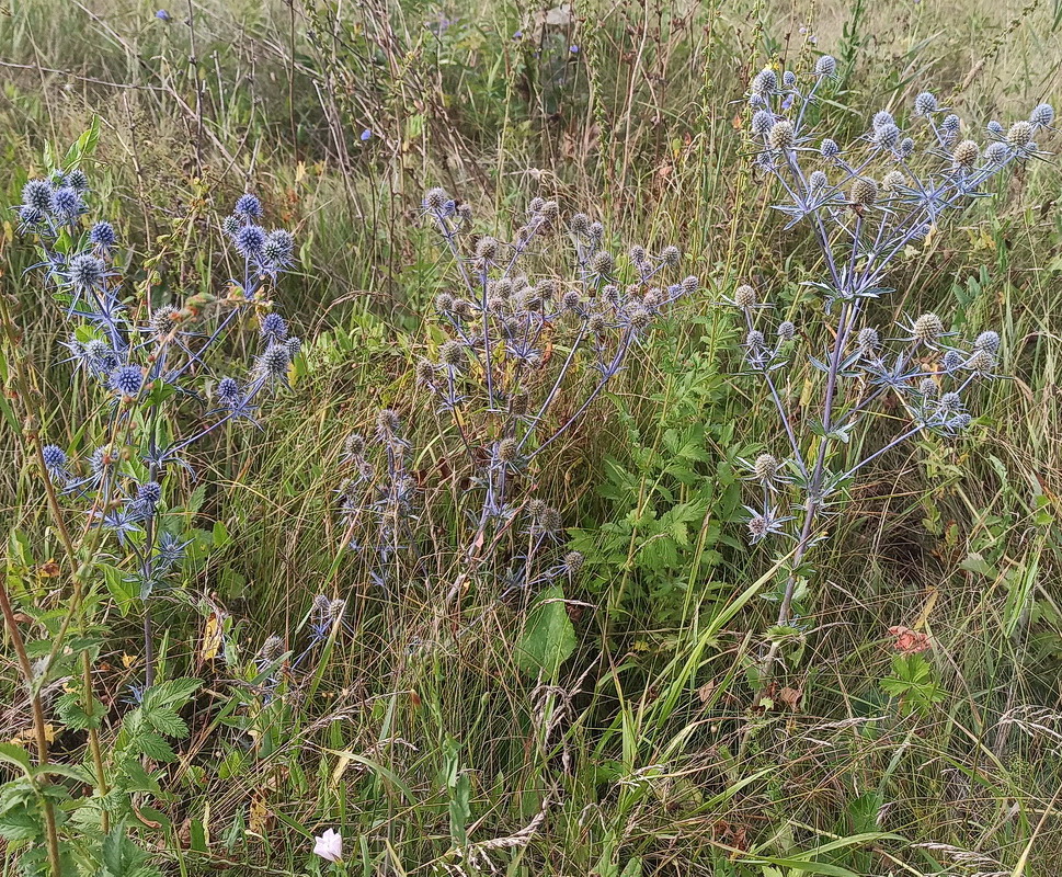 Изображение особи Eryngium planum.