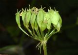 Heracleum sibiricum