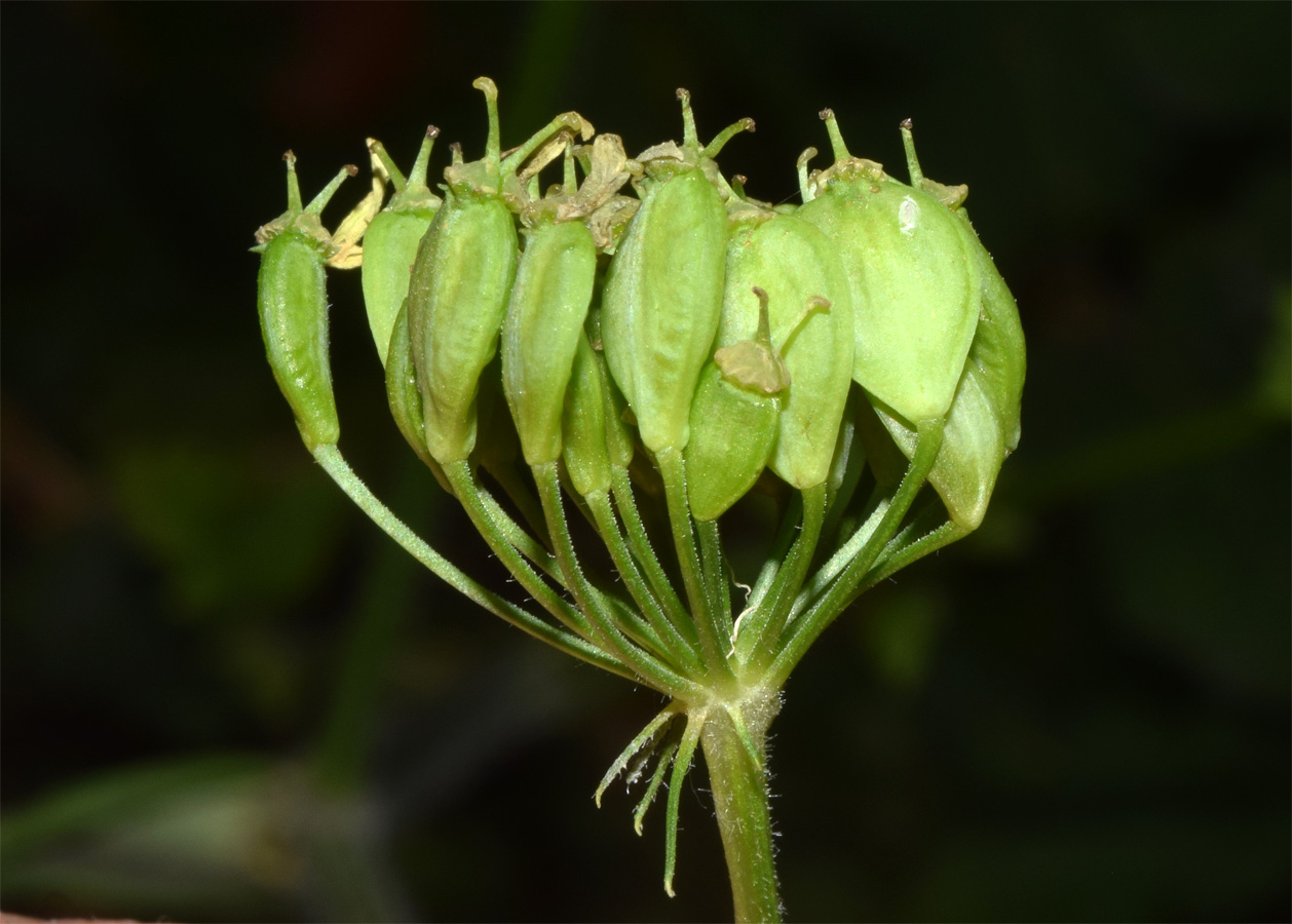 Image of Heracleum sibiricum specimen.