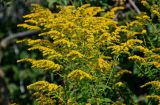 Solidago canadensis