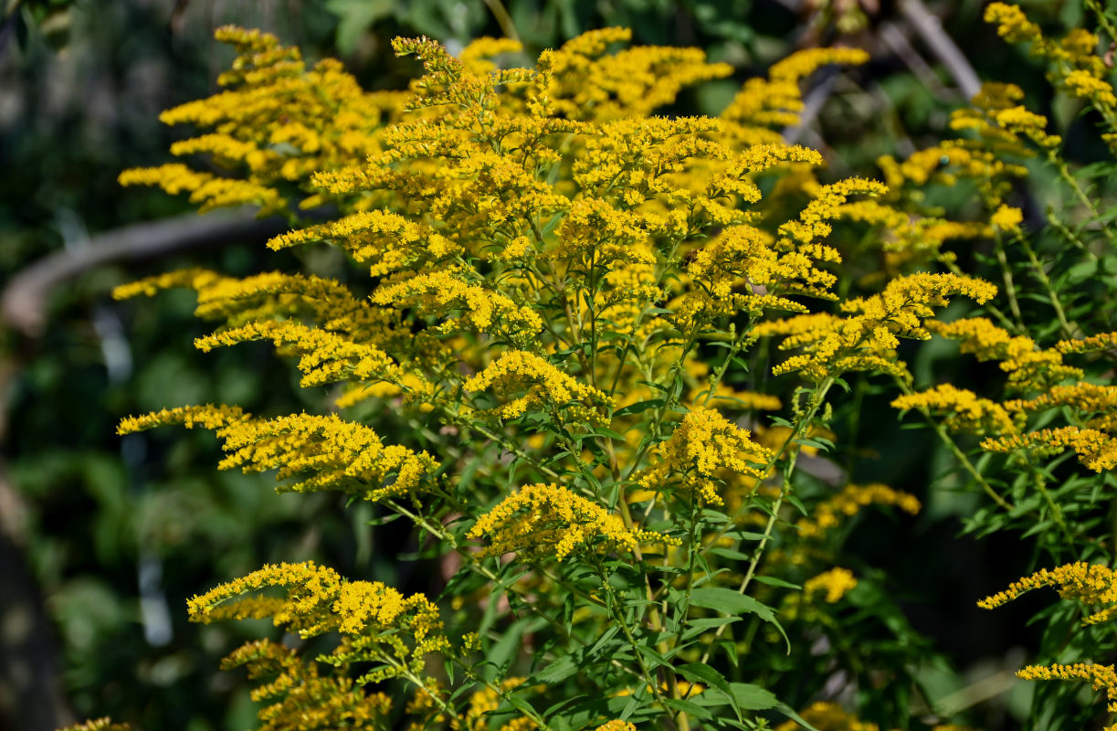 Image of Solidago canadensis specimen.