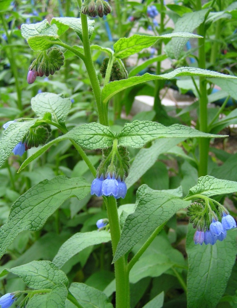 Изображение особи Symphytum caucasicum.