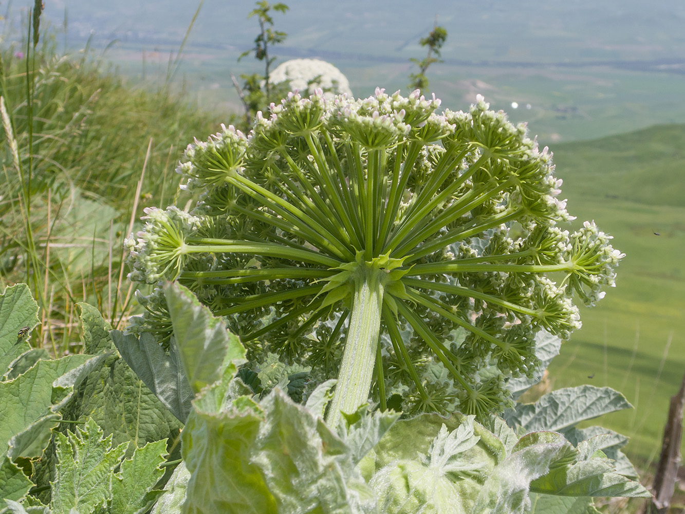 Image of Heracleum leskovii specimen.