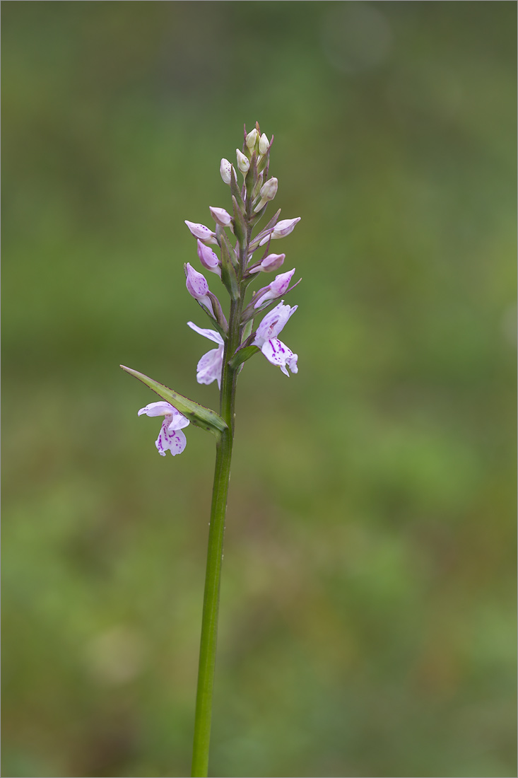 Image of Dactylorhiza psychrophila specimen.
