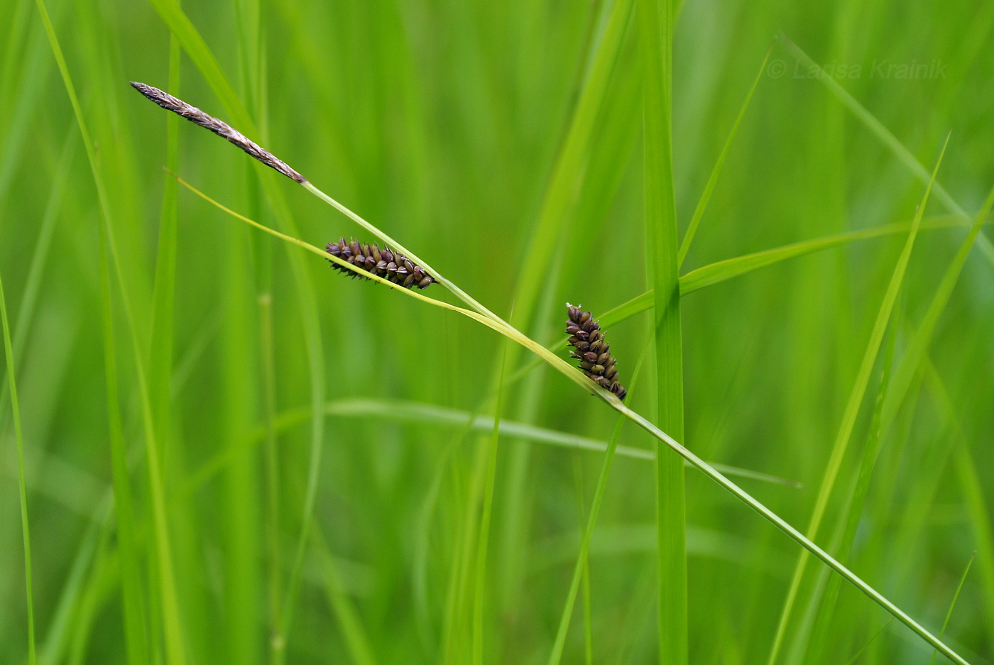 Изображение особи Carex schmidtii.