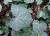 Hedera helix