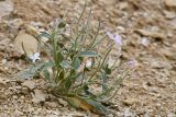 Matthiola bucharica