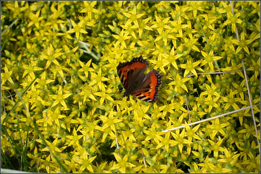 Image of Sedum acre specimen.