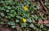 Ficaria verna
