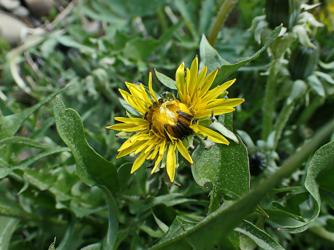 Image of Taraxacum officinale specimen.
