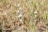 Delphinium camptocarpum. Цветущее растение (в сообществе с Hordeum leporinum). Таджикистан, Хатлонская обл., р-н Джайхун, окр. с. Нижний Пяндж, пустыня Карадум, грядово-бугристые пески. 15 апреля 2025 г.